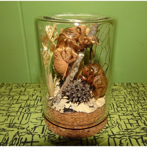 Two Cicada Skins Wing Sweetgum Ball lycan & Oddity Jar goth witchy taxidermy - Picture 3 of 13